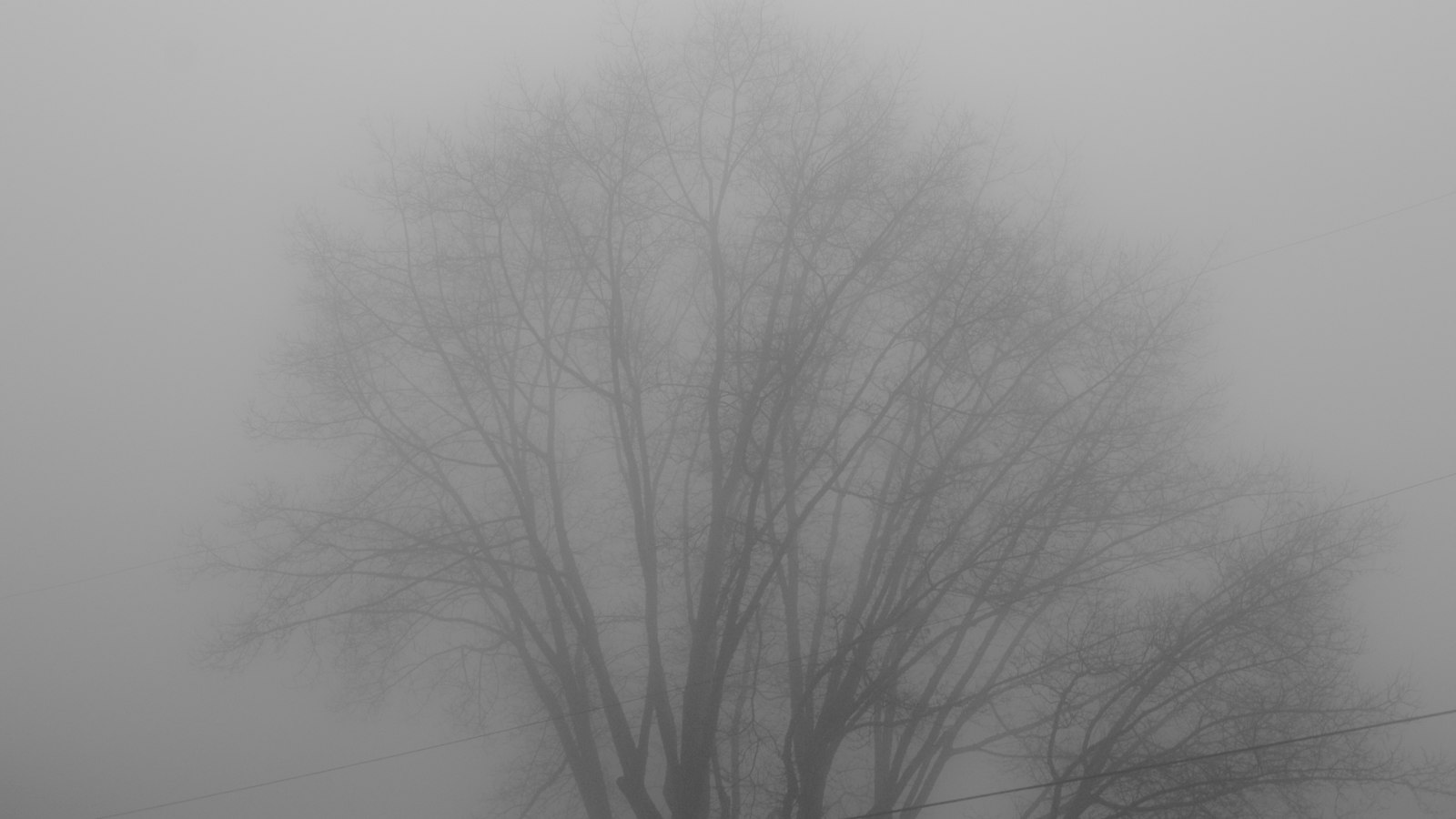 A single bare tree standing alone in heavy fog.